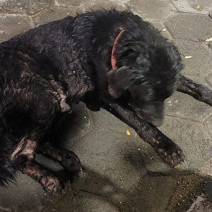 A Black Labrador Dog Found from Guindy, Chennai-3