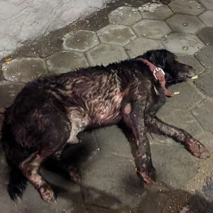 A Black Labrador Dog Found from Guindy, Chennai-2