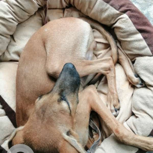 Missing: Black and Brown Male Indi breed Dog from Bijnor road, near Ratan khand-4