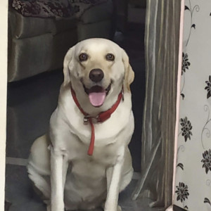 Missing: White Female Labrador Dog from Avadi Market near housing board