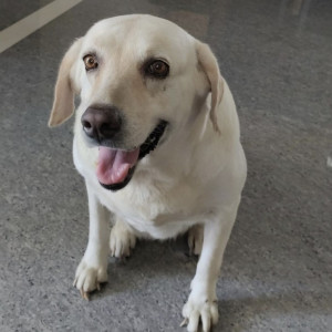 Missing: White Female Labrador Dog from Avadi Market near housing board