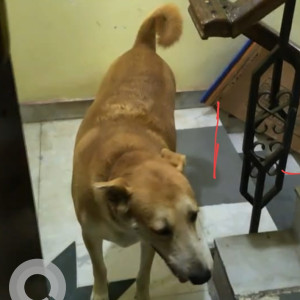 Missing: Brown Male Indian Dog from Ardee city Gurgaon