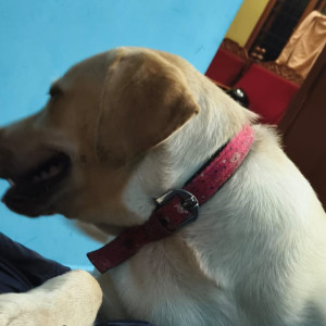 A White labrador Dog Missing from Chennai-2