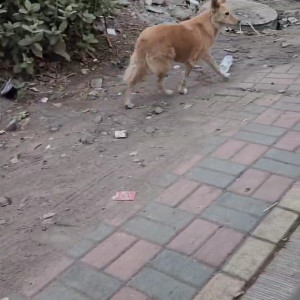 Missing: Light Brown Female Indi mix Dog from Wakad highway road-3