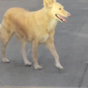 Missing: Light Brown Female Indi mix Dog from Wakad highway road-2
