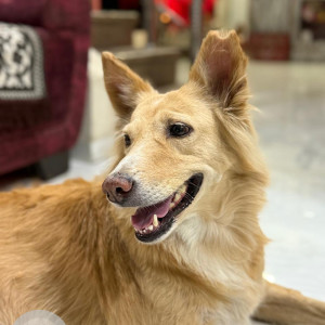 Missing: Light Brown Female Indi mix Dog from Wakad highway road