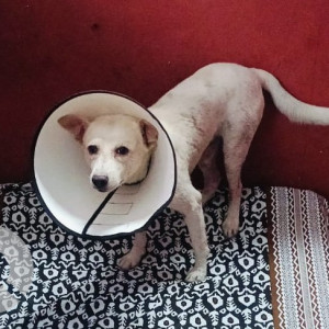 Found: White Male Indie Dog from Venu Gopal Nagar, Kistamma Enclave