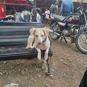 Missing: Light Brown Female Lab and Pamorian mix Dog from Zensar ground kharadi