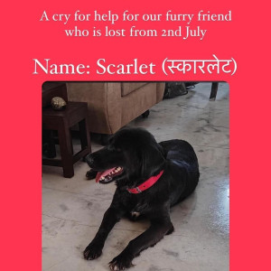 Missing: Black Female Indie dog Dog from Bharat nagar, Savoy, Trilanga