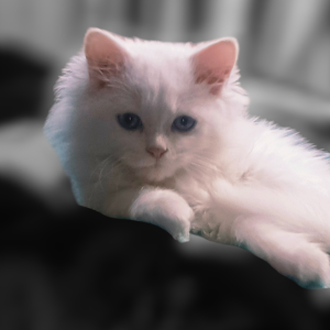 Missing: White Male Persian Cat from Millinieum tower sunny enclave shivalik Avenue sector 124