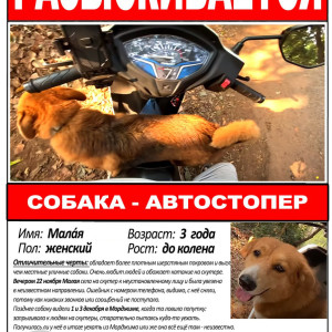 Found: Brown Male no Dog from mandrem-7