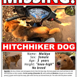 Found: Brown Male no Dog from mandrem-6