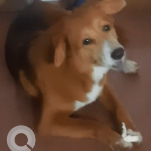 Found: Brown Male no Dog from mandrem-5