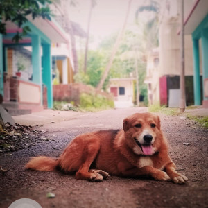 Found: Brown Male no Dog from mandrem-4