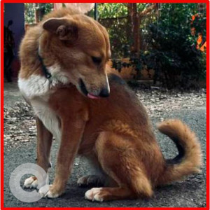 Found: Brown Male no Dog from mandrem-3