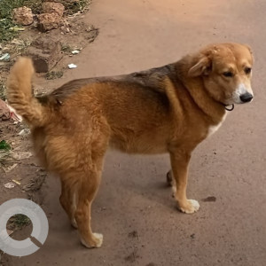 Found: Brown Male no Dog from mandrem-2