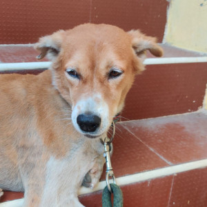 Missing: White-Brown Mix Male Indie Spitz mix Dog from Choudhary nagar 14th street, Valasaravakkam