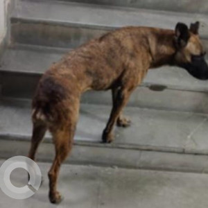 Missing: Black and Brown Female Indie Dog from Dwarka Sector-22