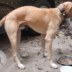 Indie dog can be seen roaming in 15th lane prabhat road-2