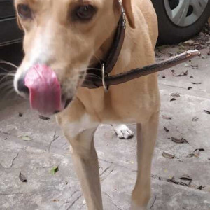 Indie dog can be seen roaming in 15th lane prabhat road-3