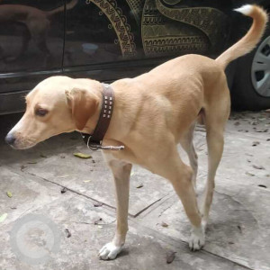 Indie dog can be seen roaming in 15th lane prabhat road