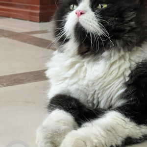 A Black and White Persian Cat Missing from Chetpet, Chennai