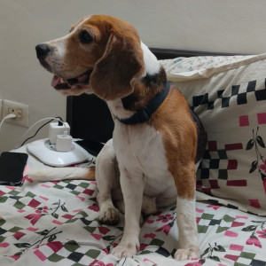 A White-Brown Mix Beagle Dog Found from Chanakya Puri Tehsil, New Delhi