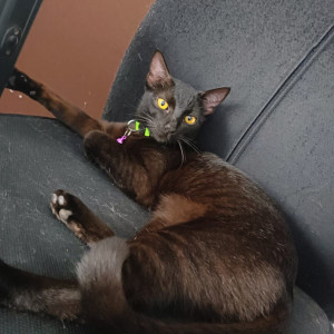 A Black Indie Domestic Short Hair Cat Missing from Bolarum, Secunderabad