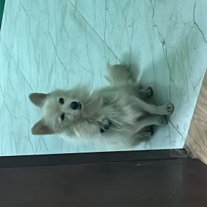 Found: Light Brown Male Pomeriyan Dog from Nanda ki chowki , near LP vilas