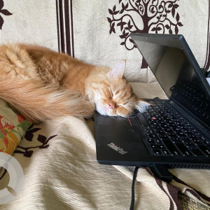 Found: Light Brown Male Persian Cat from Amravati south in morning 5:00 on 13 Sep-3