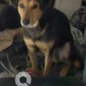 Found: Black and Brown Male Indie mix Dog from Dwarka Sector-22