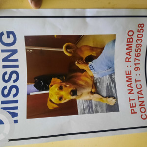 My Pet Rambo is Missing from perambur siruvallur high road, chennai-3
