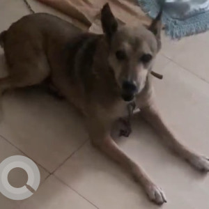 Grey Male Indian Dog is Missing from V 5 GREEN PARK EXTENSION, SOUTH DELHI 110016-2