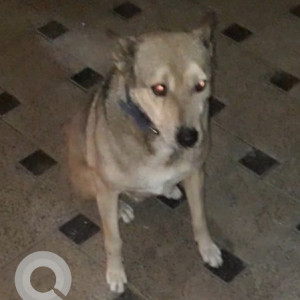 Grey Male Indian Dog is Missing from V 5 GREEN PARK EXTENSION, SOUTH DELHI 110016-3
