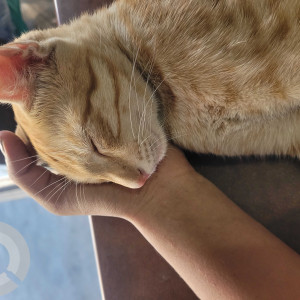 Missing: Orange Male Ginger Cat from 20th April 7:30 p.m near Kanmani stores, Pappampatti pirivu-2