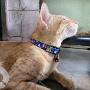 Missing: Orange Male Ginger Cat from 20th April 7:30 p.m near Kanmani stores, Pappampatti pirivu