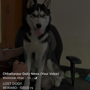A Black and White Siberian Husky Dog Missing from Chattarpur, New Delhi-2