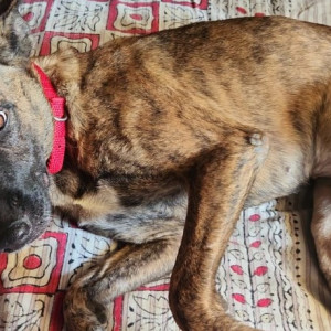 Missing: Black and Brown Female Indie Dog from Dwarka Sector-22-2