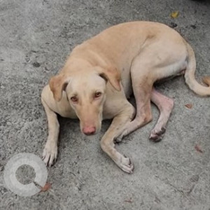 Found: Golden Female Labra mix Dog from Dwarka Sector-22