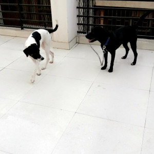 Black and White Female Indie Dog is Missing from Sant nagar east of kailash-6