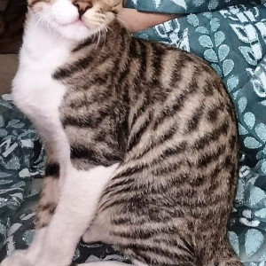 Missing: Grey-White Mix Male Indie Cat from Sector 36/37 Dividing Road Entering sector 36 Behind House No 236 Sector 36 A-3