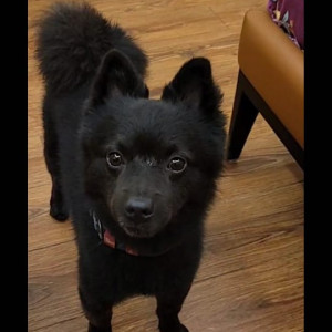 Missing: Black Male Pomeranian and Spitz Mix Dog from Sector 168, Noida