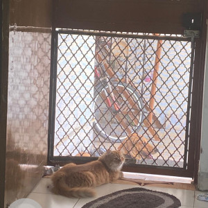 Found: Light Brown Male Persian Cat from Amravati south in morning 5:00 on 13 Sep-2