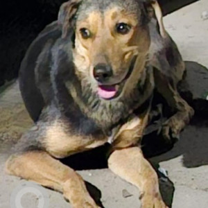 Found: Black and Brown Male Indie mix Dog from Dwarka Sector-22-2