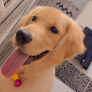 Missing: Golden Female Golden Retriever Dog from Rohini sector 3 new delhi