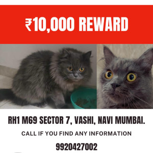 Missing: Grey Male Persian Cat Cat from VASHI, RH1-M69, SECTOR 7-2