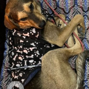 Missing: Black and Brown Male Indie mix Dog from Janakpuri