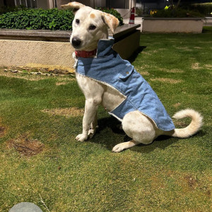 Missing: White Female Indie Dog from Whitefield