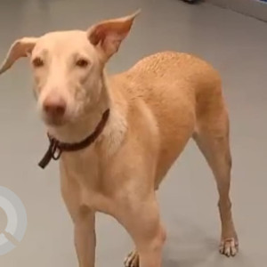 Missing: Brown Female Indie Dog from Vikhroli east station signal