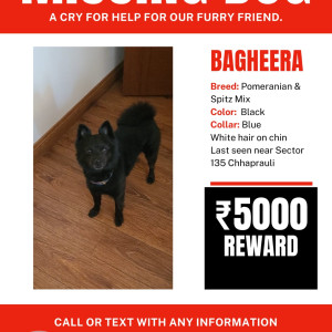 Missing: Black Male Pomeranian and Spitz Mix Dog from Sector 168, Noida-3